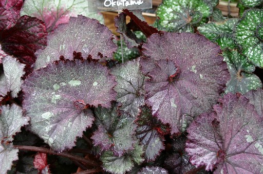 B. ‘Okutama’